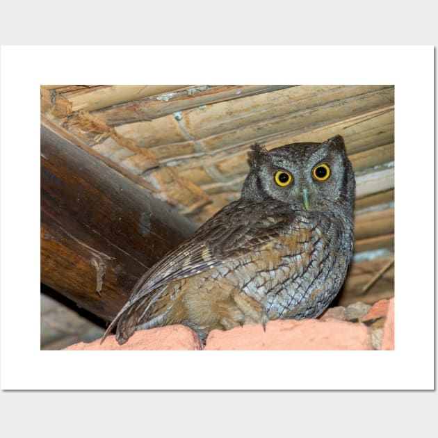 Tropical screech owl under a roof photography Wall Art by Ornamentum